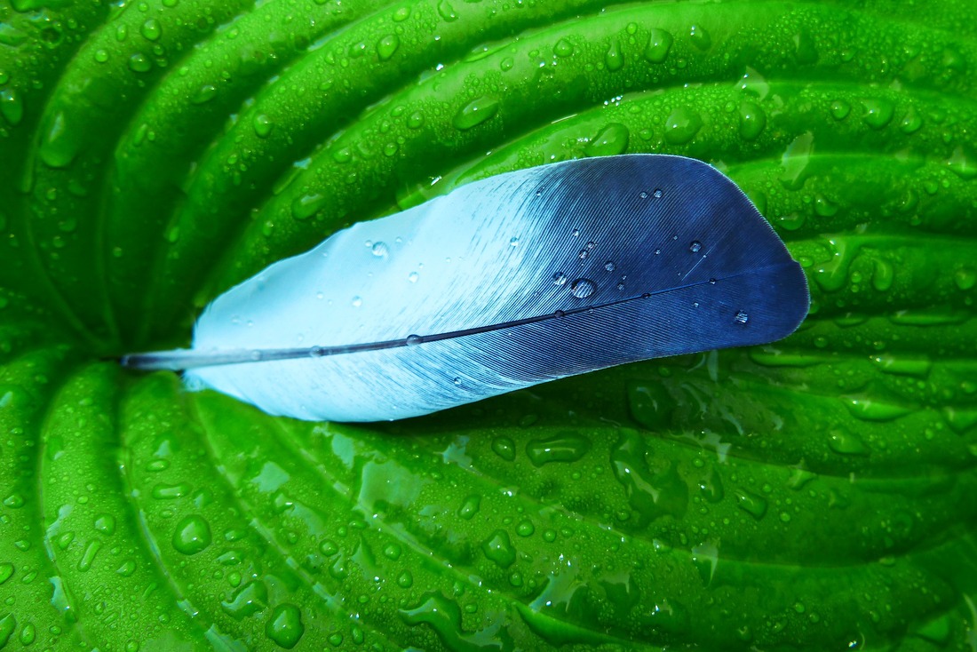 a blue feather resting on a green leaf