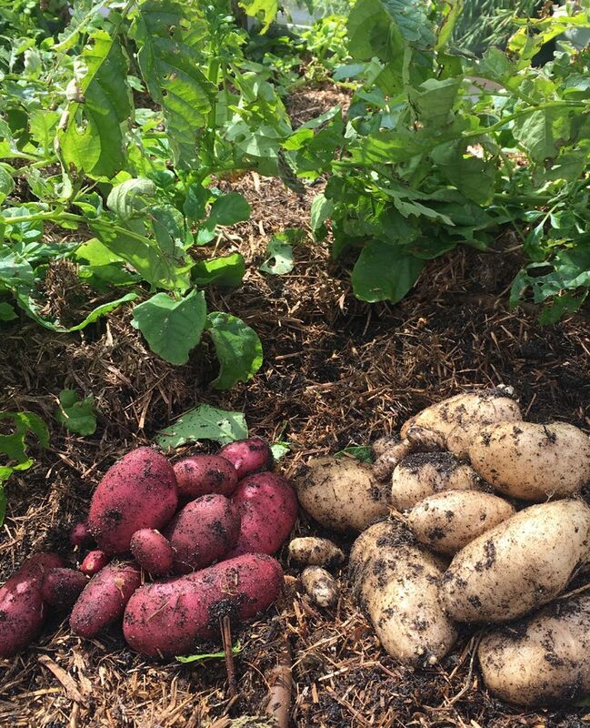 potatoes growing under shade cloth